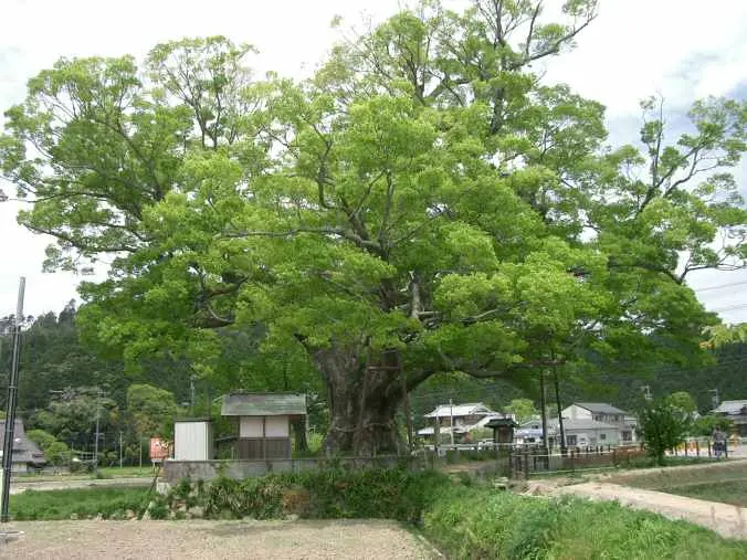 ケヤキ