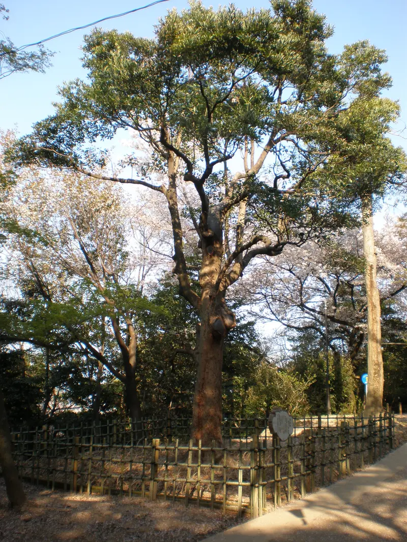 タブノキ