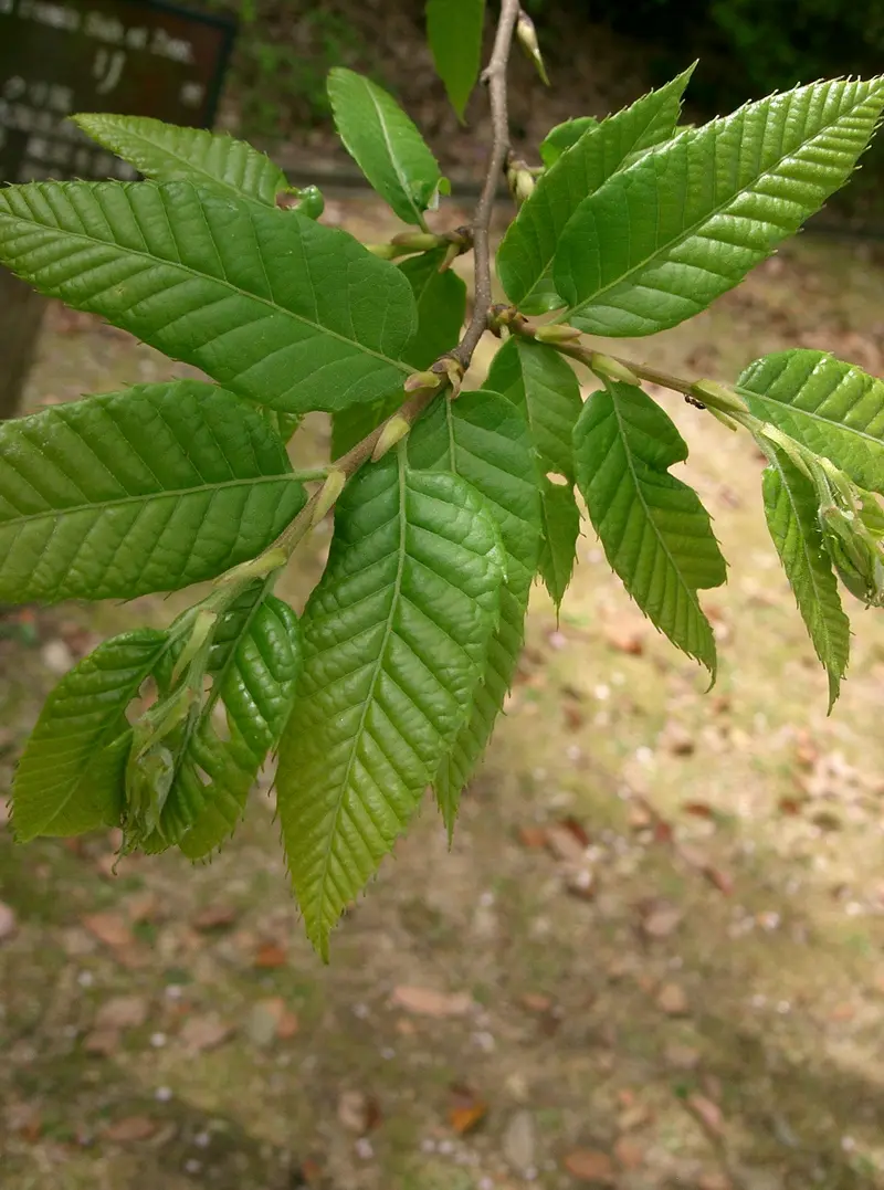 クリ