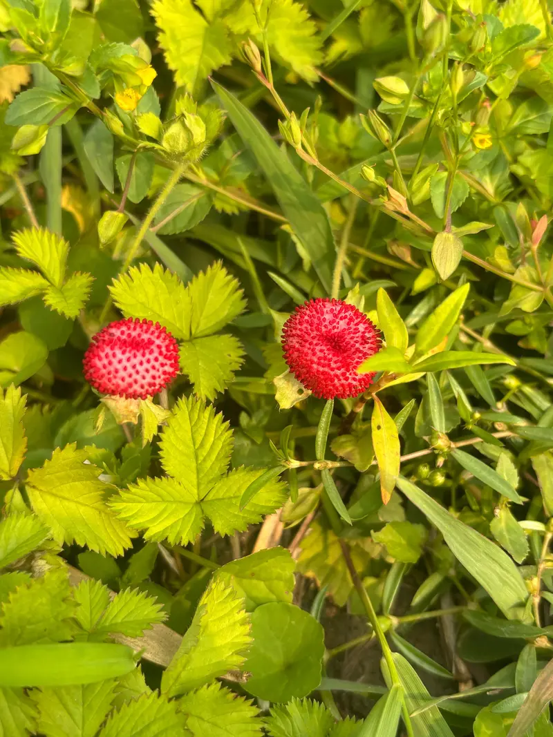 ヘビイチゴ