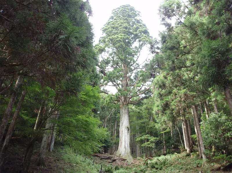 スギ
